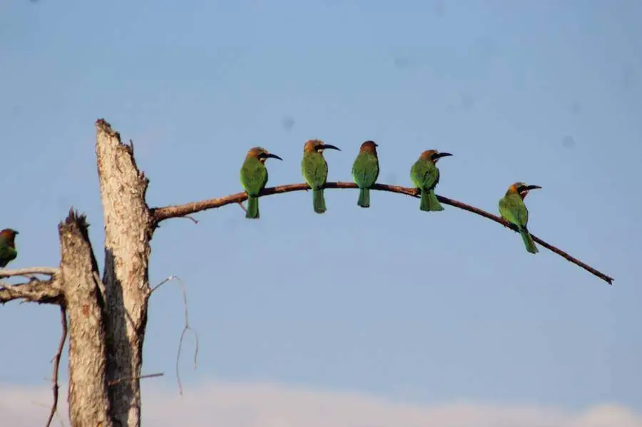 Five white-fronted bee-eaters on a branch