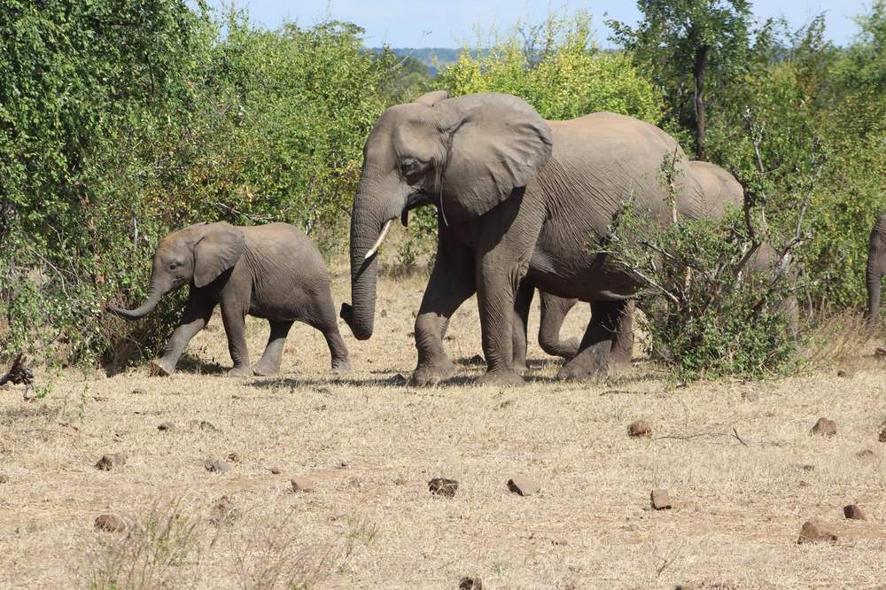 An elephant and calf walking through the bush