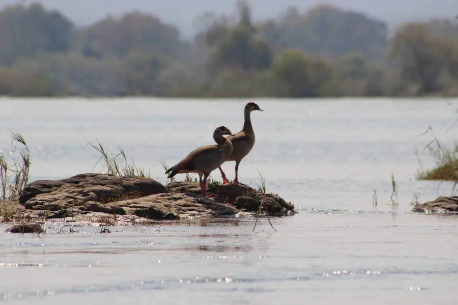 Geese on a rock in the Zambezi