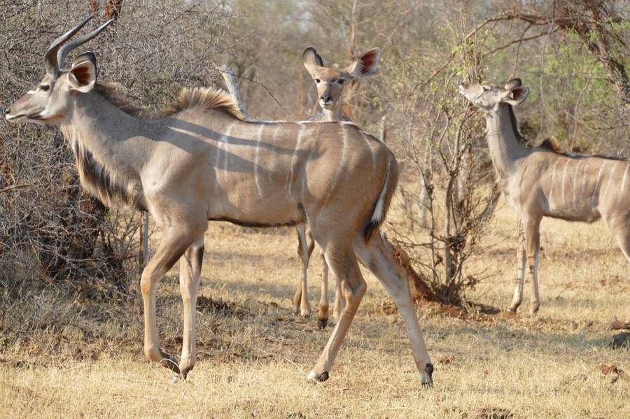 Kudu in the national park