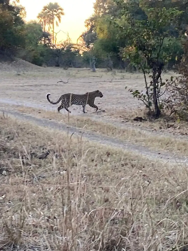 A leopard crossing a track at dusk