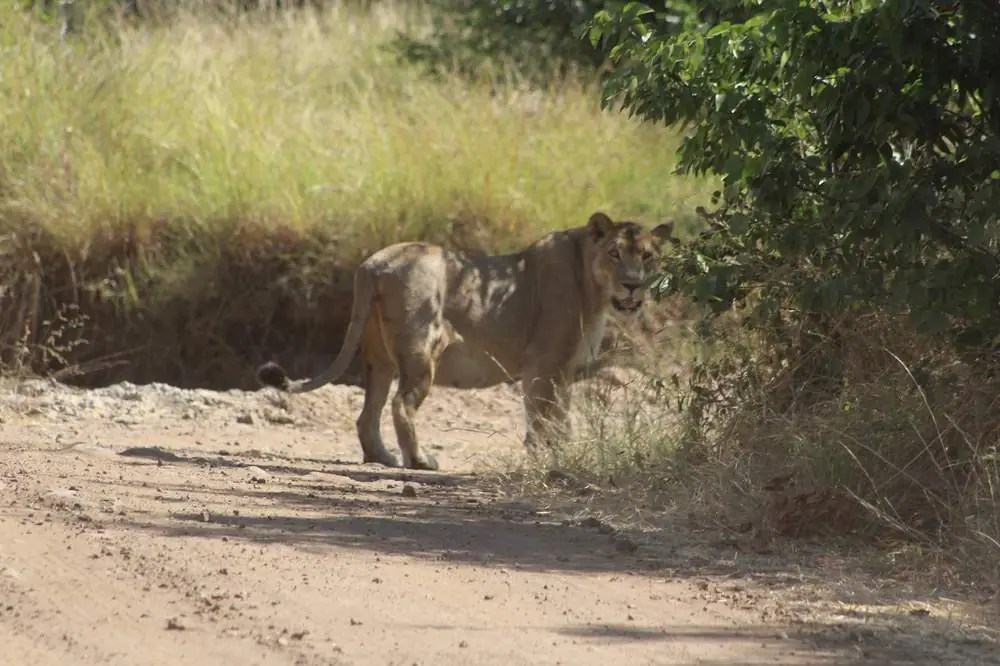 A lioness on a sandy track
