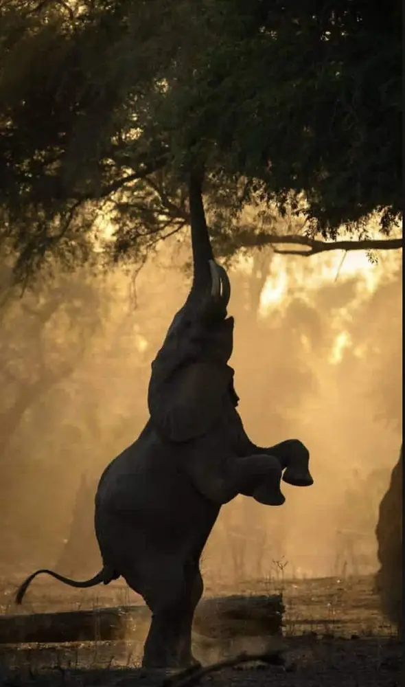An elephant standing on its hind legs to reach a tree