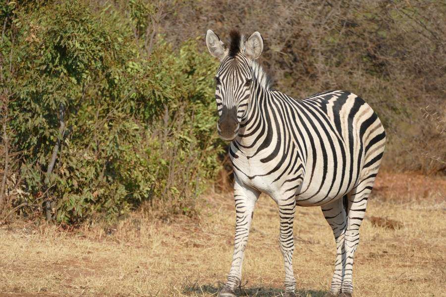 A zebra in the bush